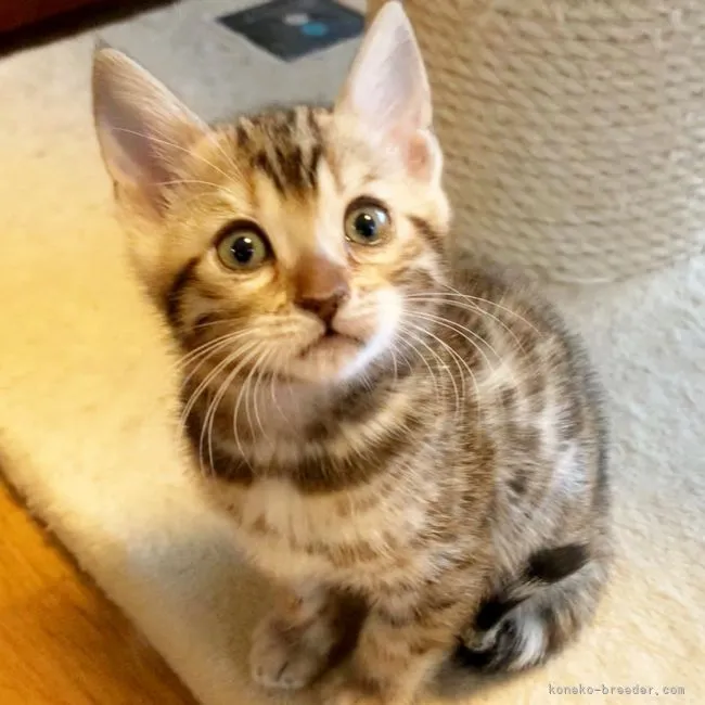 ベンガル【東京都・女の子・2021年2月27日・ブラウンスポテッドタビー(ロゼット)】の写真1「まだまだ子猫の被毛ですが、既に美しいカラーと柄を持っています❣️」
