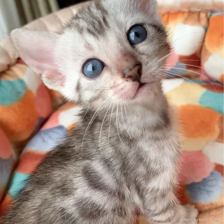 ID:2407-01074の子猫