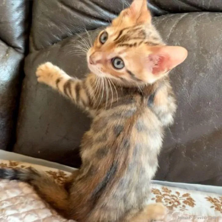 ID:2210-02037の子猫