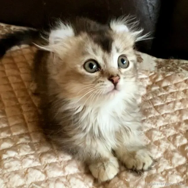 ID：2208-00407の子猫