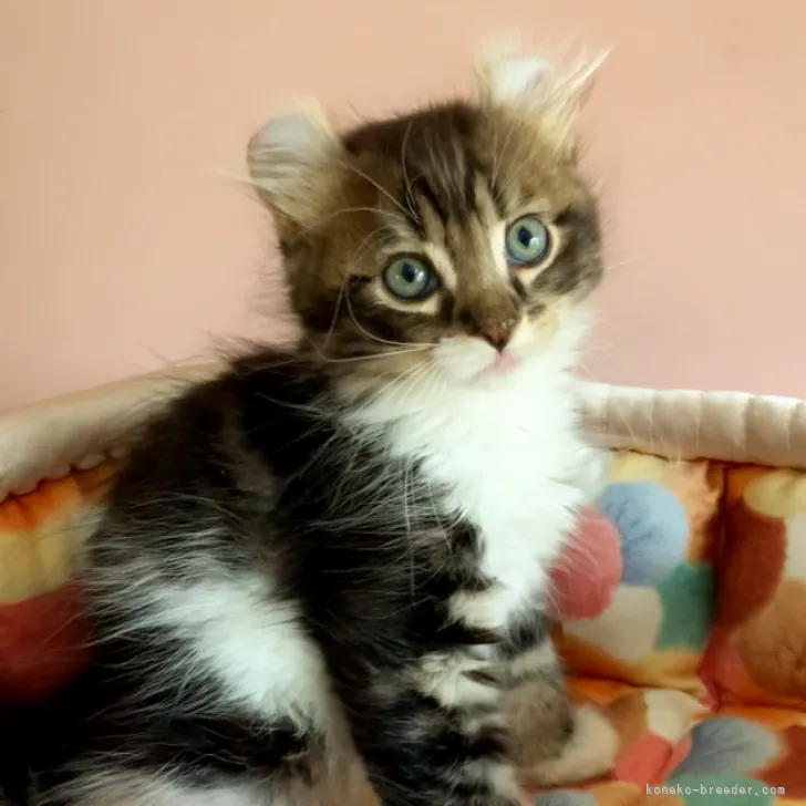 ID:2310-02695の子猫