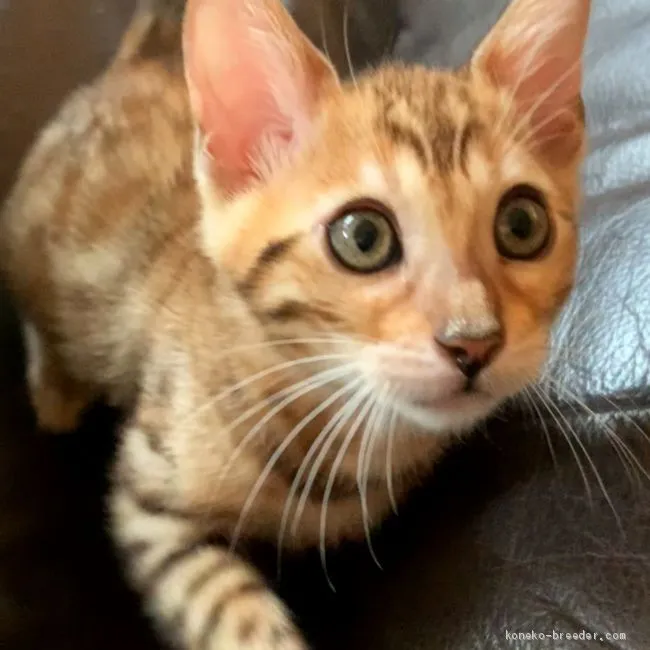 ID：2009-01038の子猫
