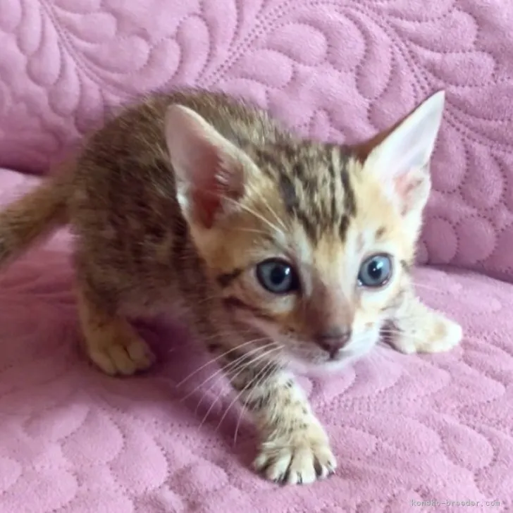 ID：2304-02979の子猫