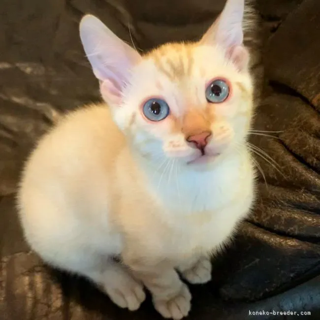 ID:2107-01762の子猫