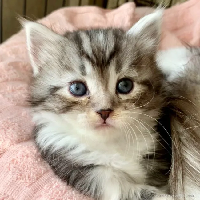 ID:2204-02430の子猫