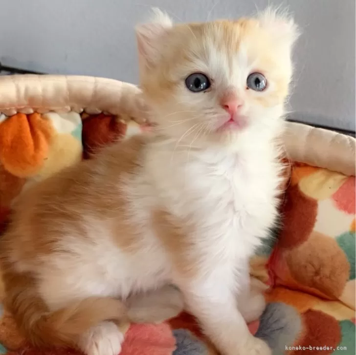 ID：2404-00660の子猫