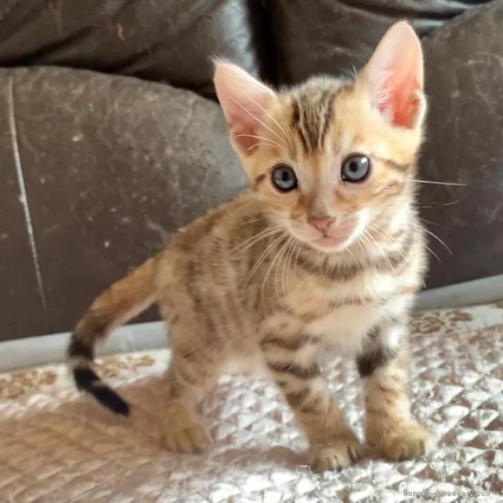 ID：2211-01879の子猫