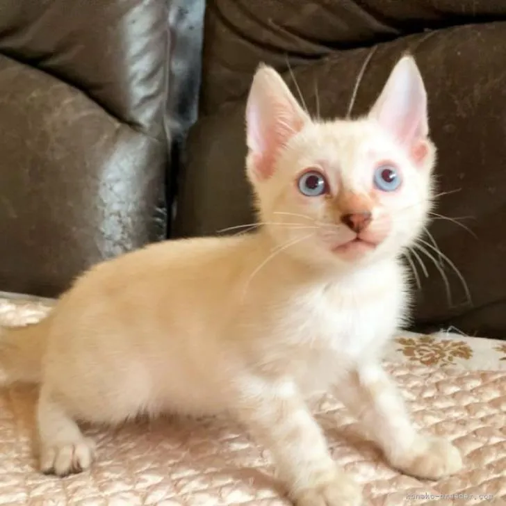 ID:2210-03066の子猫