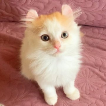 九州・沖縄のキンカローの子猫を探す｜ブリーダー直販の子猫販売