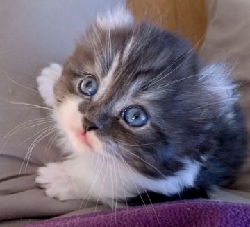 キンカロー【東京都・男の子・2020年1月3日・シルバーマッカレルタビーアンドホワイト（ふわもこ 柔らかな長毛）】の写真「個性の光る甘えん坊💓綺麗なカール耳 長足」