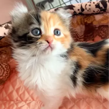 高品質　瑪瑙　アゲート　三毛猫柄　ホワイト　オレンジ　黒 高品質 瑪瑙 アゲート 三毛猫柄 ホワイト オレンジ 黒 高品質