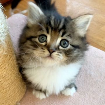 キンカロー【東京都・男の子・2020年1月3日・ブラウンクラッシックタビーアンドホワイト（ふわもこ 柔らかな長毛）】の写真「マンチカンタイプの甘えん坊💗ストレート耳 超短足」