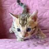 ベンガル【東京都・女の子・2023年3月18日・ブラウンスポテッドタビー(ロゼット)】の写真1「女の子らしい可憐な雰囲気❤️」