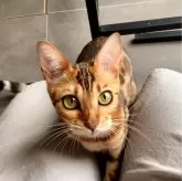 ベンガル【東京都・女の子・2023年3月23日・ブラウンスポテッドタビー(ロゼット)】の写真1