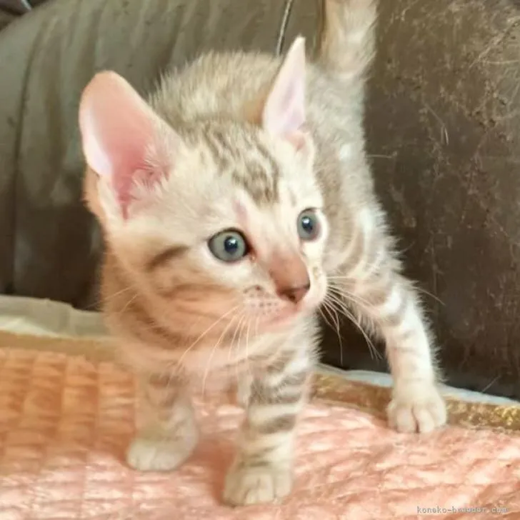 ID:2210-02974の子猫