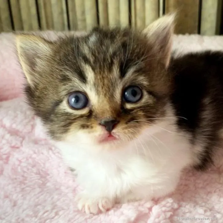ID：2209-00385の子猫