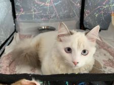 マンチカン【・女の子・2019年4月25日・ブルークリームポイント】「4ヵ月の頃綺麗なカラーです💓」