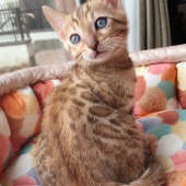 ベンガル【・男の子・2024年6月3日・ブラウンスポテッドタビー】「生後2ヶ月の頃」