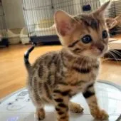 ベンガル【東京都・女の子・2020年3月7日・ブラウンスポテッドタビー(ロゼット)】の写真3「ロボ掃除機に乗って得意満面😆⭐️」