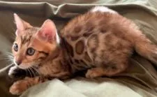 ベンガル【東京都・男の子・2020年6月12日・ブラウンスポテッドタビー(ロゼット)】の写真4「もちろんグリッターがキラキラ光ります❤️」