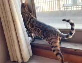 ベンガル【東京都・男の子・2023年3月28日・ブラウンスポテッドタビー(ロゼット)】の写真4「バランスの良い美しい体格❤️」