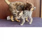 ベンガル【東京都・男の子・2025年7月11日・シルバースポテッドタビー(ロゼット)】の写真14「名実共に大きい婆ばと初対面✨」