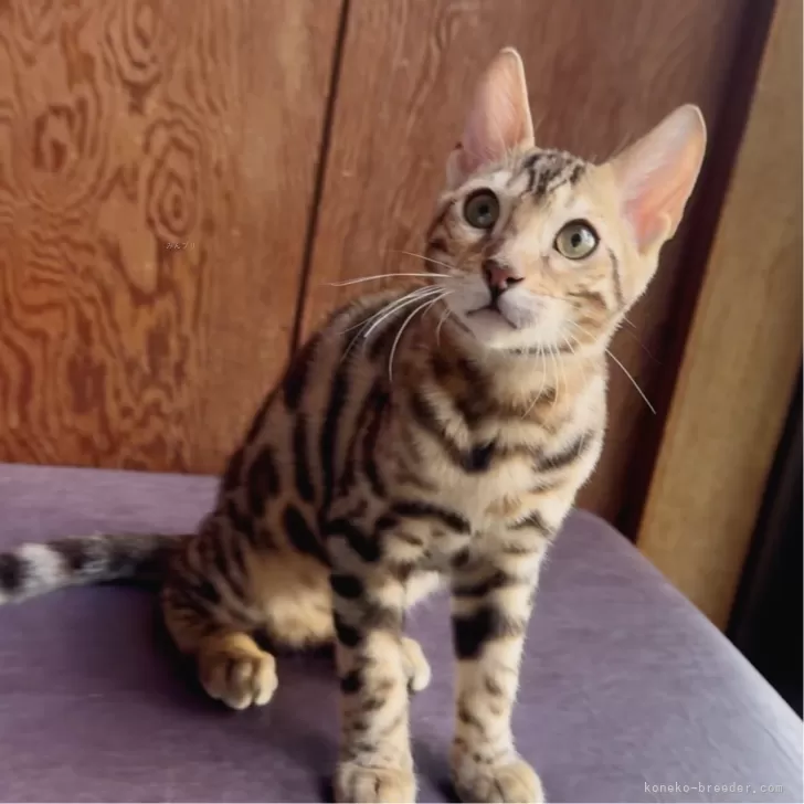 ベンガル【東京都・男の子・2025年7月11日・シルバースポテッドタビー(ロゼット)】の写真1「とても穏やかな優等生君です❤️」