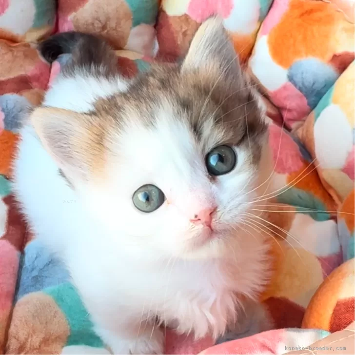 ID：2412-01651の子猫