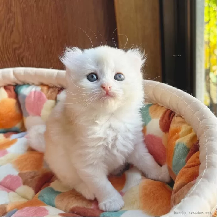 アメリカンカール【東京都・男の子・2025年10月23日・クリームタビー&amp;ホワイト】の写真1「ほんのりクリーム〜オレンジの優しいホワイト系の男の子です❤️」