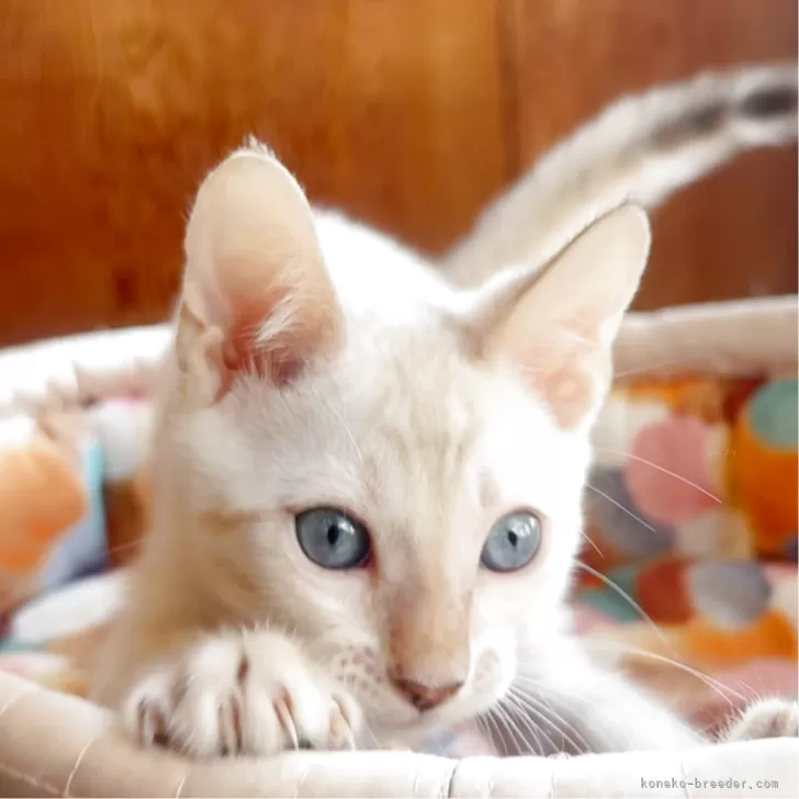 ベンガル【東京都・男の子・2025年7月14日・シールリンクススポテッドポイント】の写真1「しっかりした体付きでワンパクなのかと思いきや、ヒトイチバイ甘えん坊です😁💕」