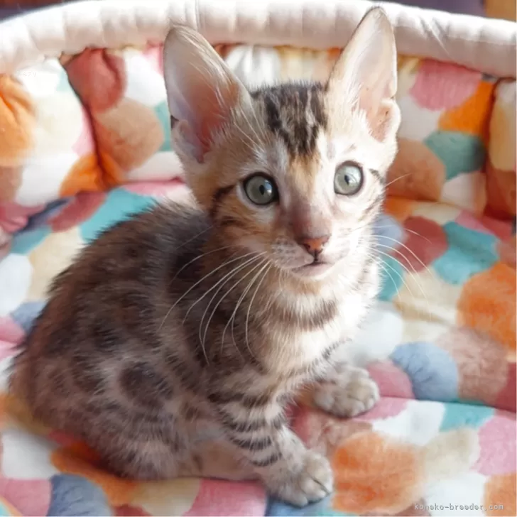 ベンガル【東京都・男の子・2025年7月11日・シルバースポテッドタビー(ロゼット)】の写真1「食欲旺盛で、むっちむちです😁」