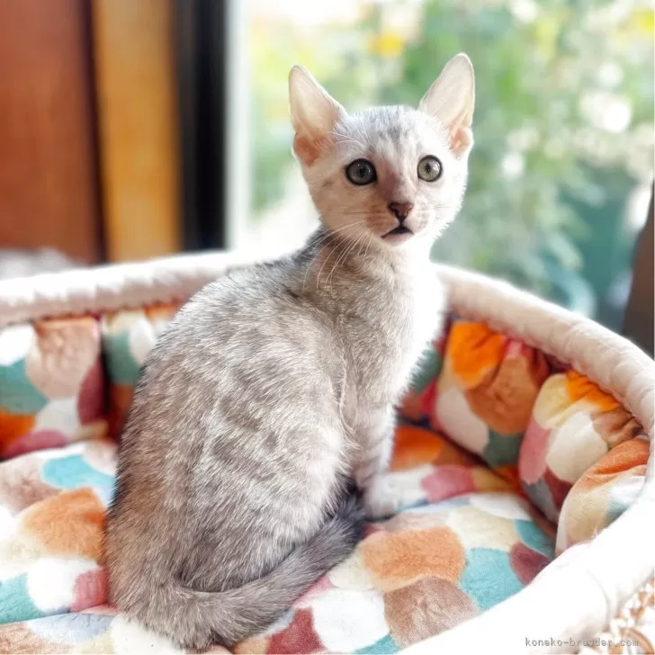 ID：2509-00723の子猫