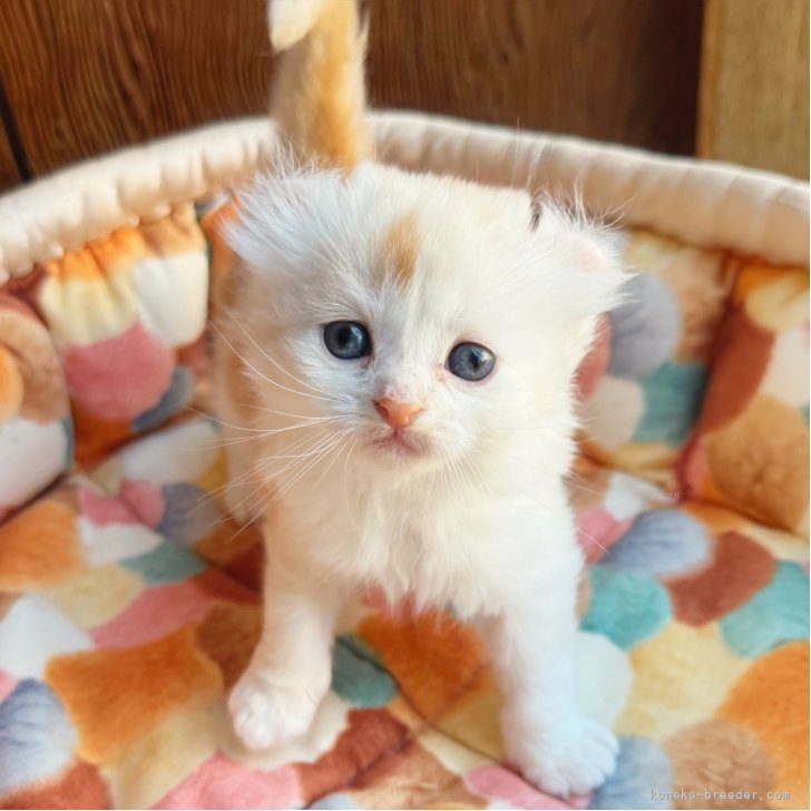 ブリーダー画像