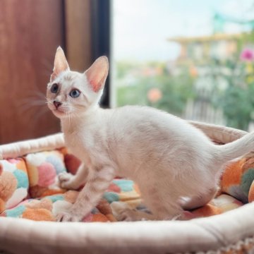 ベンガル【東京都・男の子・2025年7月14日・シールリンクススポテッドポイント（超シルキー✨グリッターあり）】の写真「美しいビッグロゼット君です❤️スノーベンガル」