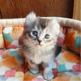 アメリカンカール