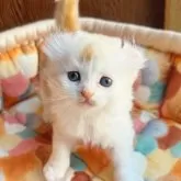 アメリカンカール