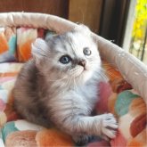 アメリカンカール