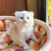 アメリカンカール