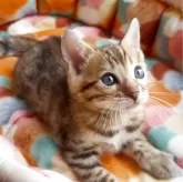 ベンガル