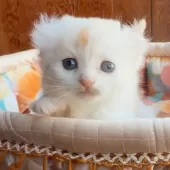 アメリカンカール【東京都・男の子・2025年10月23日・クリームタビー&ホワイト】の写真4