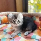 アメリカンカール【東京都・男の子・2025年10月23日・シルバーティックドタビー】の写真5