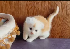 アメリカンカール【東京都・男の子・2025年10月23日・クリームタビー&ホワイト】の写真6