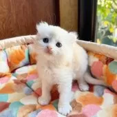 アメリカンカール【東京都・男の子・2025年10月23日・クリームタビー&ホワイト】の写真4