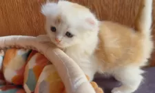 アメリカンカール【東京都・男の子・2025年10月23日・クリームタビー&ホワイト】の写真7