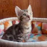 ベンガル【東京都・男の子・2025年7月11日・シルバースポテッドタビー(ロゼット)】の写真7