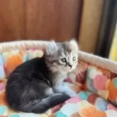 アメリカンカール【東京都・男の子・2025年10月23日・シルバーティックドタビー】の写真8