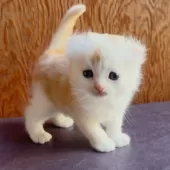 アメリカンカール【東京都・男の子・2025年10月23日・クリームタビー&ホワイト】の写真2