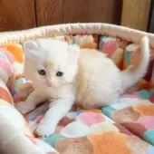 アメリカンカール【東京都・男の子・2025年10月23日・クリームタビー&ホワイト】の写真7