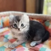 アメリカンカール【東京都・男の子・2025年10月23日・シルバーティックドタビー】の写真3