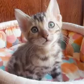 ベンガル【東京都・男の子・2025年7月11日・シルバースポテッドタビー(ロゼット)】の写真6「更に美しく可愛いくなっています✨」